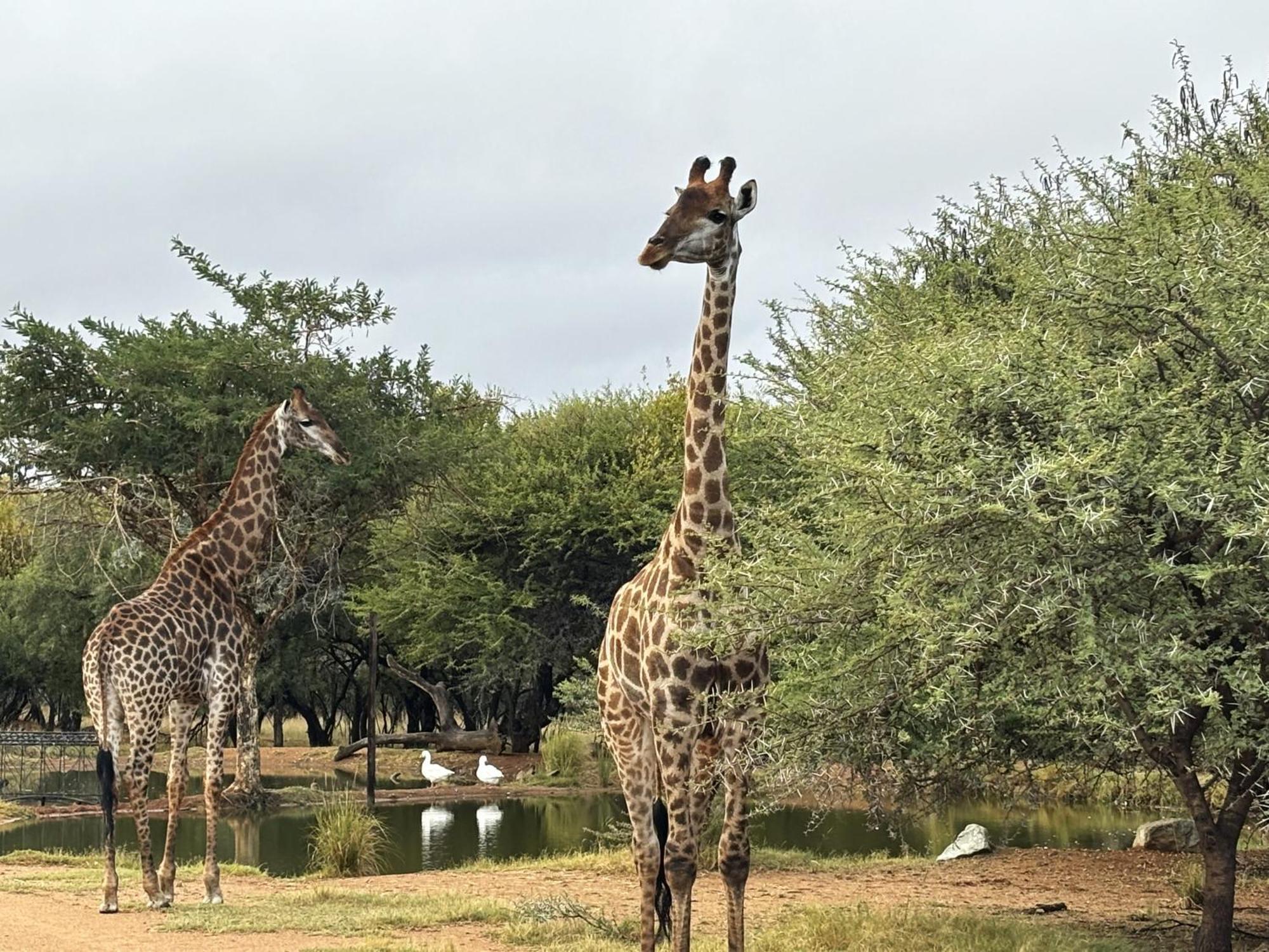 Tula Baba Game Lodge Brits Kültér fotó